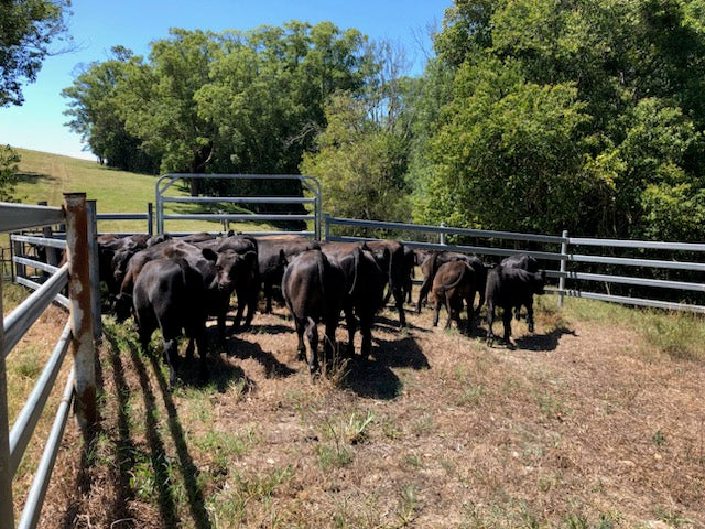 Why purchase farm direct beef from Border Ranges Pastoral
