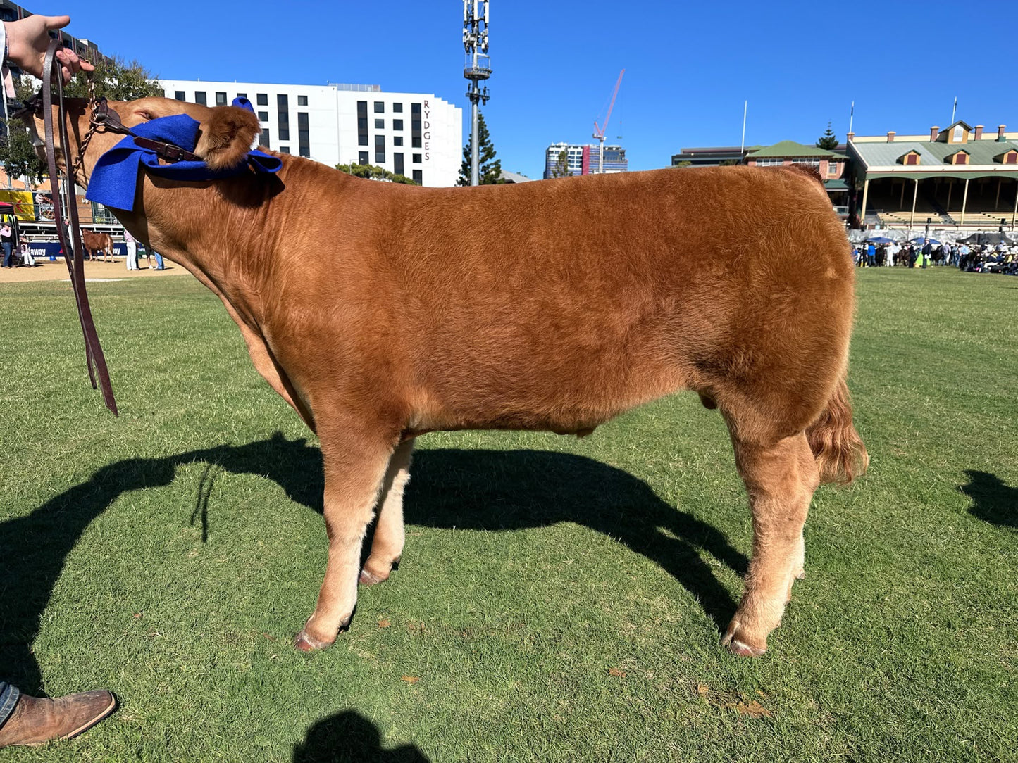 EKKA SPECIAL - BULK BEEF ANIMAL SHARE