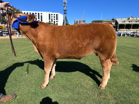 EKKA SPECIAL - BULK BEEF ANIMAL SHARE - $17per kg